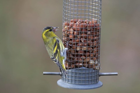 Eurasian siskin, European siskin, common siskin (Spinus spinus) male in breeding plumage eating