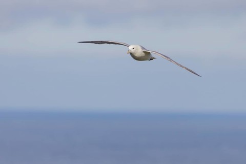 Northern fulmar (Fulmarus glacialis), in flight against the sky, Iceland, Europe