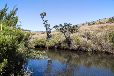 Belihul Oya river in montane grasland environment, Horton Plains National Park, Central Province,