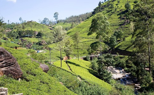 Mackwoods tea estate, Nuwara Eliya, Central Province, Sri Lanka, Asia