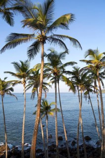 Tropical scenery of palm trees on a hillside by blue ocean, Mirissa, Sri Lanka, Asia