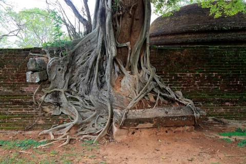 Close up of buttress roots of banyan tree, Polonnaruwa ancient city, North Central Province, Sri