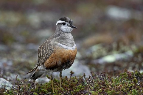 Eurasian Dotterel (Charadrius morinellus) on the tundra, Sweden, Europe