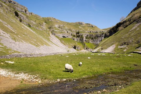 Gordale Scar carboniferous limestone gorge, Yorkshire Dales national park, England, UK