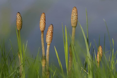 Fertile shoots of field horsetail, common horsetail (Equisetum arvense)
