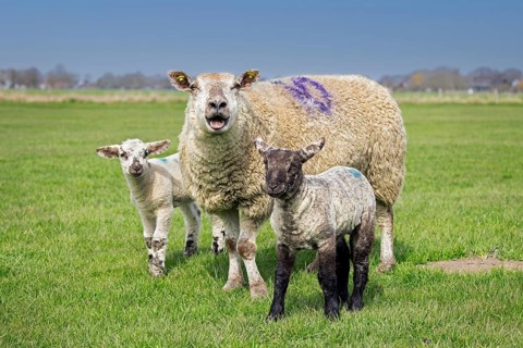 Bleating domestic sheep ewe with twin black and white lambs in meadow, pasture in spring,