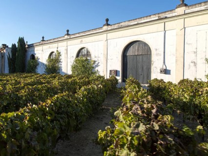 Grapes growing in vineyard at Gonzalez Byass bodega, Jerez de la Frontera, Cadiz province, Spain,