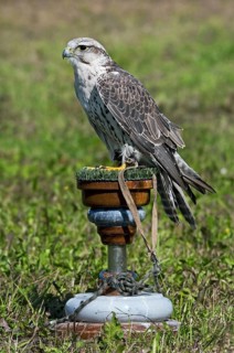 Saker Falcon (Falco cherrug) at the birds of prey show and competition at Nijlen, Belgium, Europe