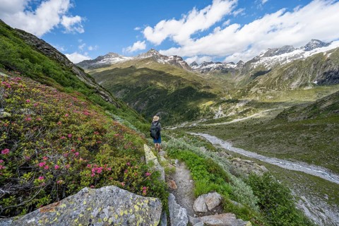 Mountaineers on a hiking trail with blooming alpine roses in front of a picturesque mountain