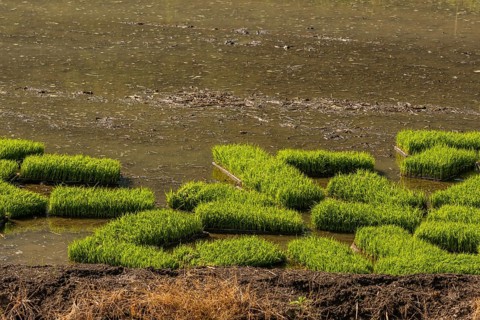 Rice seedling mats in flooded rice paddy on a sunny morning in Sintanjin, South Korea, Asia