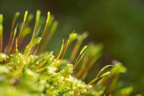 Moss with seed capsules, spore capsules, natural monument Hutewald Am Halloh, near Albertshausen,