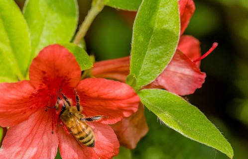 Closeup of small honey bee gathering nectar from a red flower