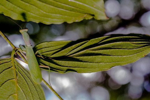 Closeup of preying mantis crawling across green leaves in forest park