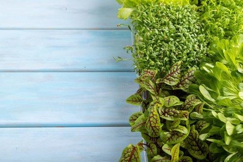Set of boxes with microgreen sprouts of sorrel, lettuce, cilantro on blue wooden background. Side