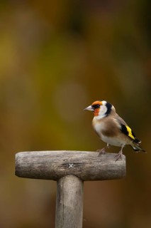 European goldfinch (Carduelis carduelis) adult bird on a garden fork handle, Suffolk, England,
