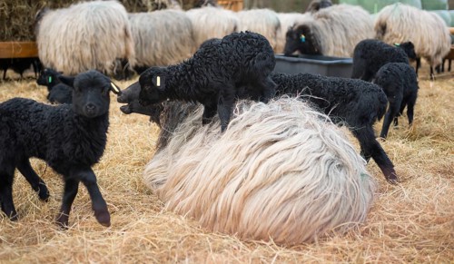Grey horned Heidschnucken (Ovis gmelini aries) or Lueneburger Heidschnucken, flock in a stable with