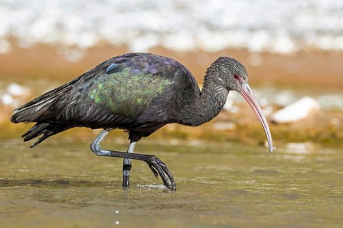 Puna Ibis