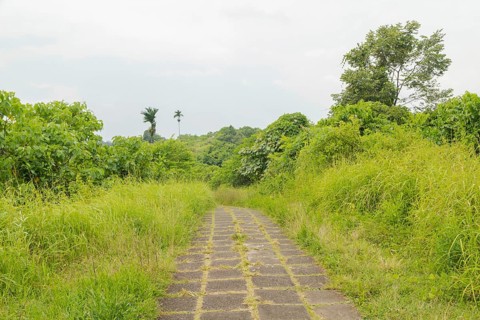 Campuhan ridge walk, Bali, Indonesia, track on the hill with grass, large trees, jungle and rice
