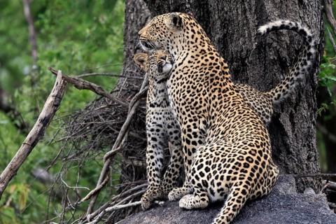 Leopard (Panthera pardus), adult with young, observed, social behaviour, Sabi Sand Game Reserve,