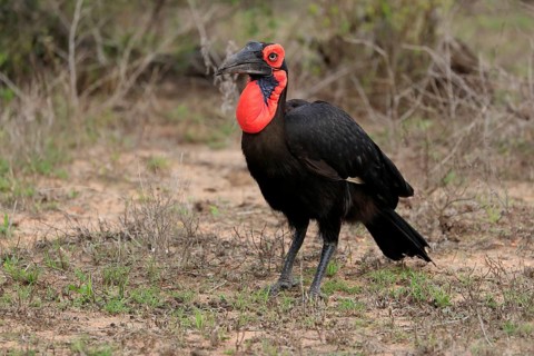 Southern ground hornbill (Bucorvus leadbeateri), adult, foraging, alert, Kruger National Park,