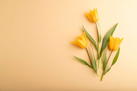 Orange tulip flowers on orange pastel background. top view, flat lay, copy space, still life.
