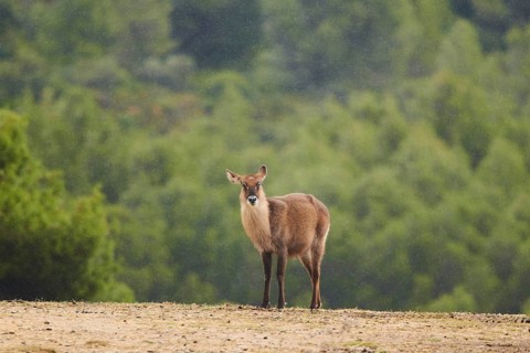 Waterbuck (Kobus defassa) in the dessert, captive, distribution Africa