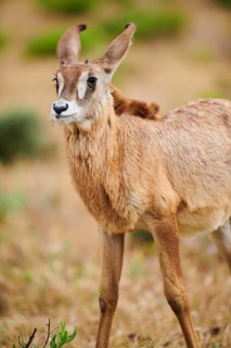 Roan Antelope (Hippotragus equinus) youngster in the dessert, captive, distribution Africa