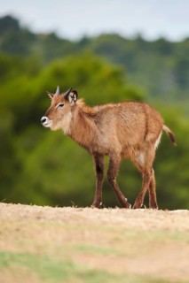 Waterbuck (Kobus defassa) in the dessert, captive, distribution Africa