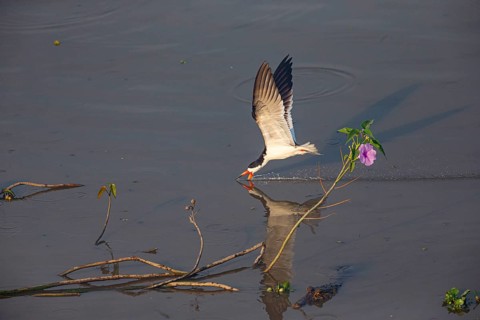 Black-mantled cranesbill (Rynchops nigra) Pantanal Brazil