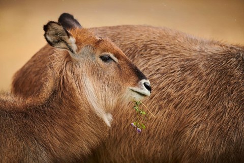 Waterbuck (Kobus defassa), portrait, captive, distribution Africa