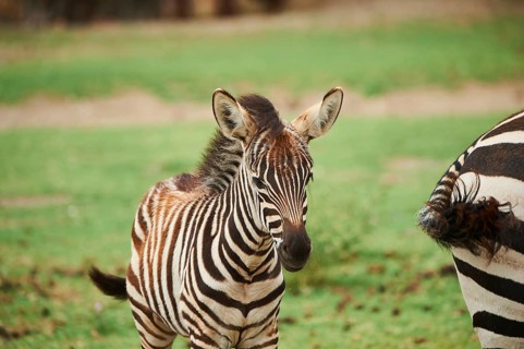 Plains zebra (Equus quagga) foal, portrait, captive, distribution Africa