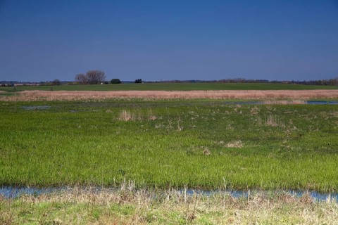 Wetland biotope in the Peene valley, waterlogged meadows, rare habitat for endangered plants and