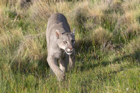 Cougar (Cougar concolor), silver lion, mountain lion, cougar, panther, small cat, Torres del Paine