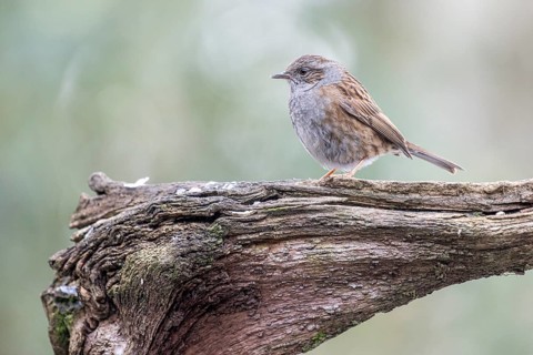 Dunnock (Prunella modularis), Emsland, Lower Saxony, Germany, Europe