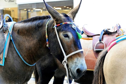 Mules, Fira, Santorini, Cyclades, Greece, Europe