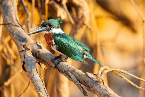 Amazon kingfisher (Chloroceryle amazona) Pantanal Brazil