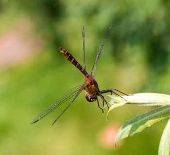 Ruddy darter (Sympetrum sanguineum), sexually mature male, sitting in obelisk position, obelisk