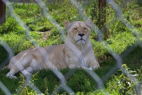 White Lion (Panthera leo) photographed in captivity through wire mesh fence, Quebec, Canada, North