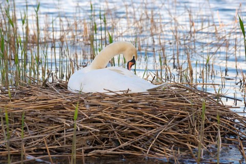 A Mute Swan (Cygnus olor) resting on a nest surrounded by reeds (Phragmites australis) or reeds on