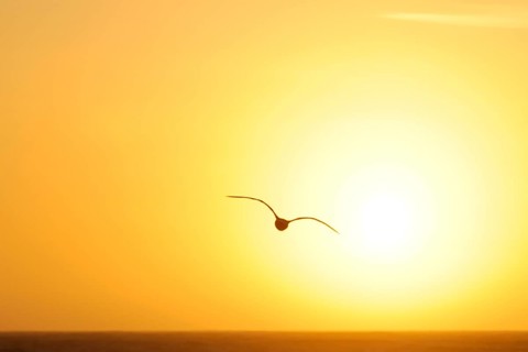Seagull in the evening light, beach near Morro Bay, Pacific Ocean, California, USA, North America