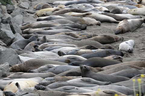 California sea lions, Adult and subadult male California sea lion (Zalophus californianus),