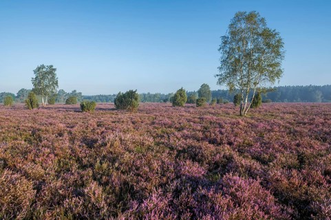 Heathland, flowering common heather (Calluna vulgaris) and birch (Betula), blue sky, Lueneburg