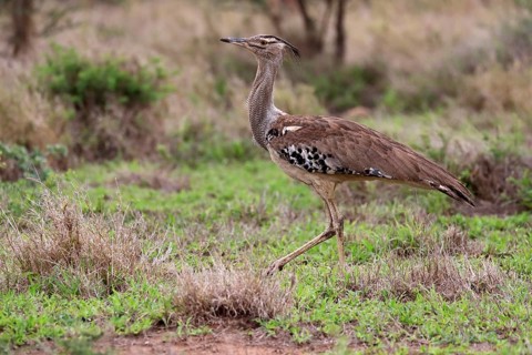 Kori bustard (Ardeotis kori), adult, running, foraging, vigilant, Kruger National Park, Kruger
