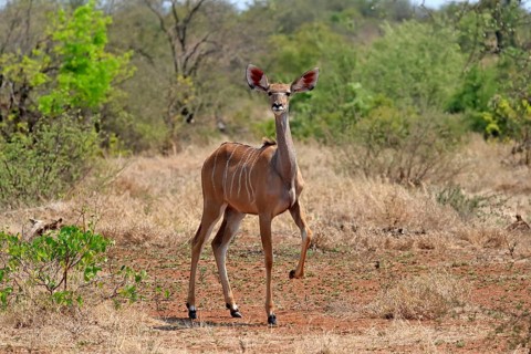 Greater Kudu, zambezi greater kudu (Strepsiceros zambesiensis), adult, female, foraging, Kruger
