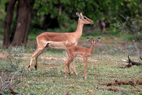 Black Heeler Antelope, (Aepyceros melampus), adult, female, young animal, mother with young animal,