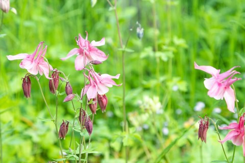 Beautiful columbine or aquilegia pink flowers in the garden, selective focus