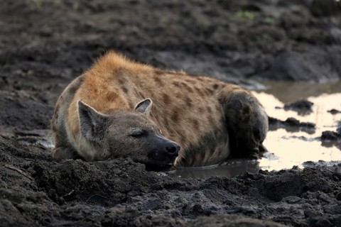 Spotted hyena (Crocuta crocuta), adult, in water, resting, Sabi Sand Game Reserve, Kruger National