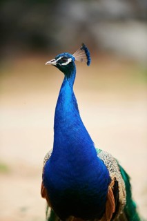 Indian peafowl (Pavo cristatus), portrait, France, Europe