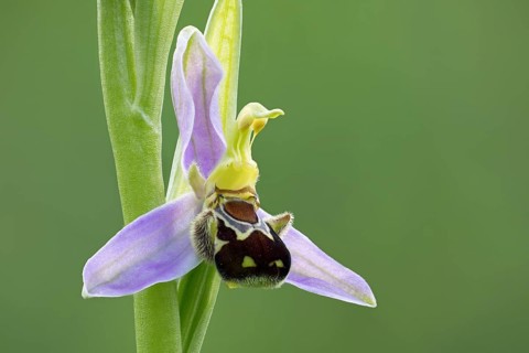 Bee orchid