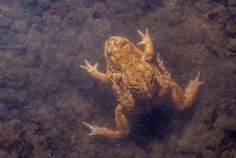 Common toad (Bufo bufo) in a pond during the breeding season in spring. Haut-Rhin, Alsace, Grand